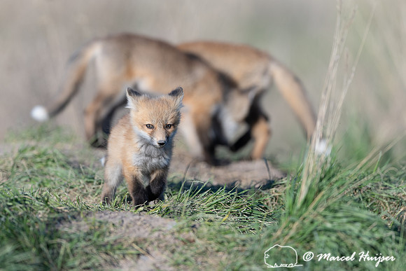 Red fox (Vulpes vulpes) kits, Montana, USA