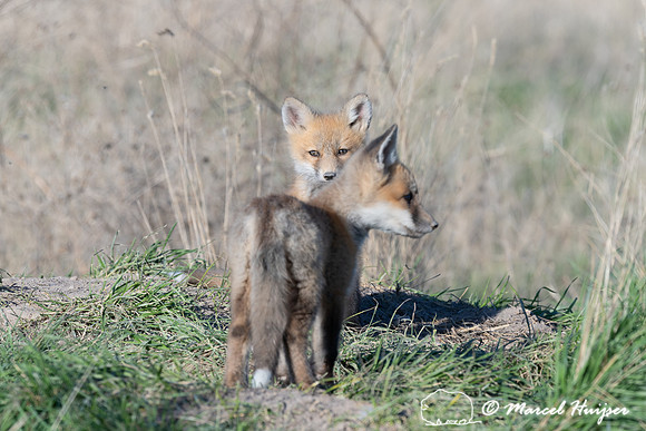 Red fox (Vulpes vulpes) kits, Montana, USA