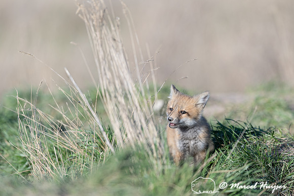 Red fox (Vulpes vulpes) kits, Montana, USA