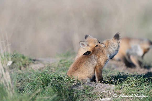 Red fox (Vulpes vulpes) kits, Montana, USA