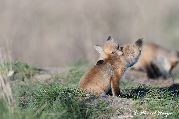 Red fox (Vulpes vulpes) kits, Montana, USA