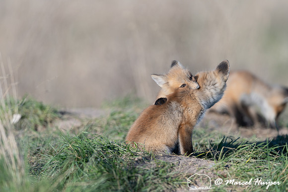 Red fox (Vulpes vulpes) kits, Montana, USA