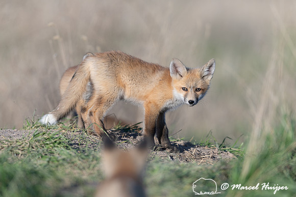 Red fox (Vulpes vulpes) kits, Montana, USA