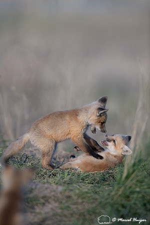 Red fox (Vulpes vulpes) kits, Montana, USA