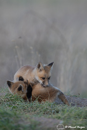 Red fox (Vulpes vulpes) kits, Montana, USA