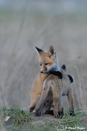Red fox (Vulpes vulpes) kits, Montana, USA