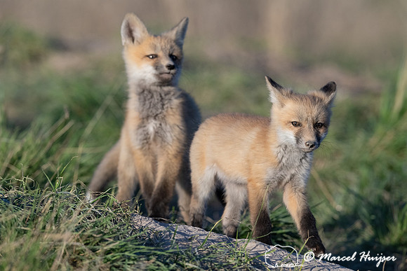 Red fox (Vulpes vulpes) kits, Montana, USA