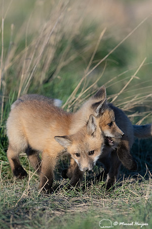 Red fox (Vulpes vulpes) kits, Montana, USA