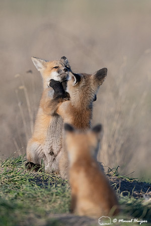 Red fox (Vulpes vulpes) kits, Montana, USA