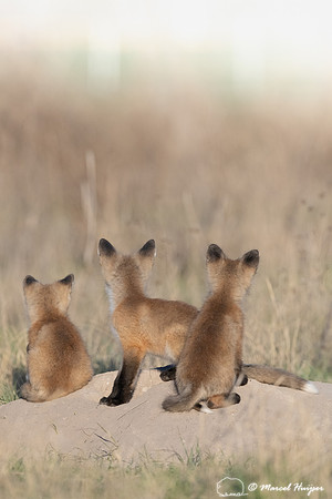 Red fox (Vulpes vulpes) kits, Montana, USA
