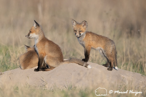 Red fox (Vulpes vulpes) kits, Montana, USA