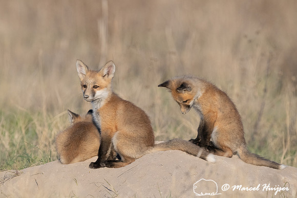 Red fox (Vulpes vulpes) kits, Montana, USA