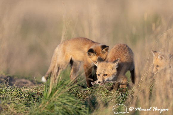 Red fox (Vulpes vulpes) kits, Montana, USA