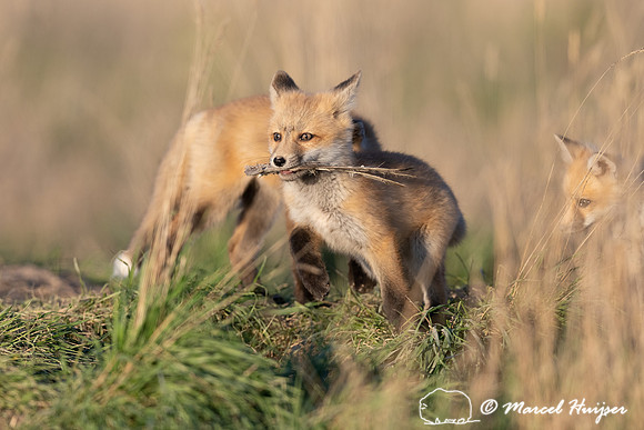 Red fox (Vulpes vulpes) kits, Montana, USA