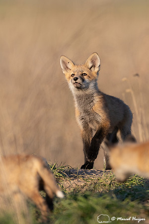 Red fox (Vulpes vulpes) kits, Montana, USA