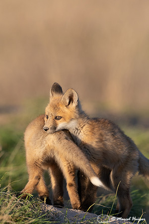 Red fox (Vulpes vulpes) kits, Montana, USA