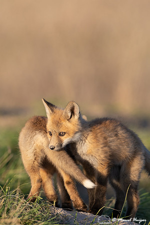 Red fox (Vulpes vulpes) kits, Montana, USA