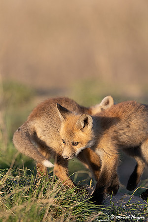 Red fox (Vulpes vulpes) kits, Montana, USA