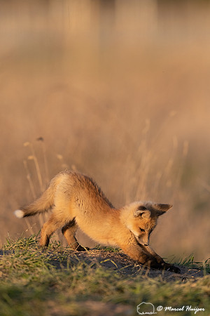Red fox (Vulpes vulpes) kits, Montana, USA