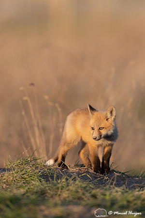 Red fox (Vulpes vulpes) kits, Montana, USA