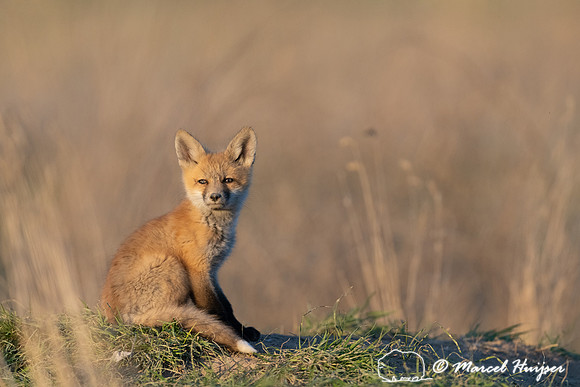 Red fox (Vulpes vulpes) kits, Montana, USA