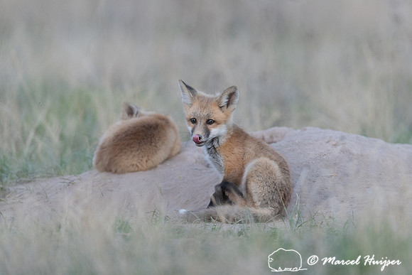 Red fox (Vulpes vulpes) kits, Montana, USA