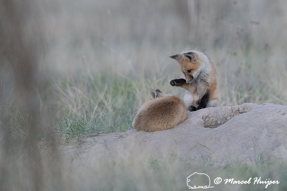 Red fox (Vulpes vulpes) kits, Montana, USA
