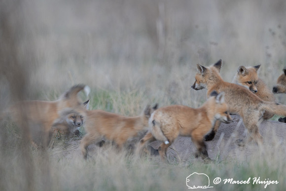 Red fox (Vulpes vulpes) kits, Montana, USA