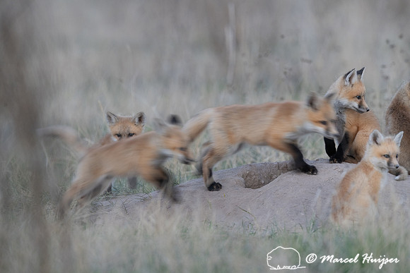 Red fox (Vulpes vulpes) kits, Montana, USA