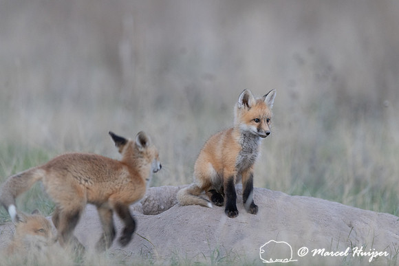 Red fox (Vulpes vulpes) kits, Montana, USA