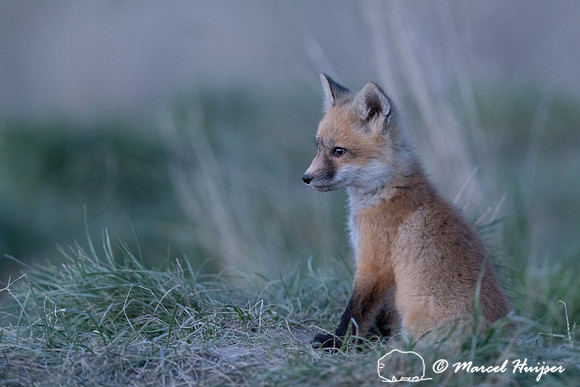Red fox (Vulpes vulpes) kits, Montana, USA
