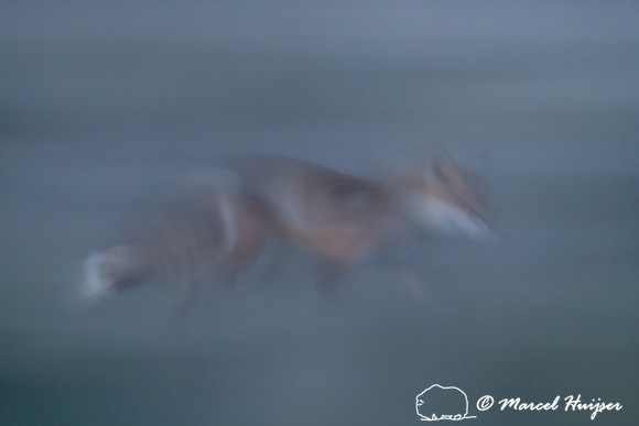 Red fox (Vulpes vulpes) vixen at dusk, Montana, USA