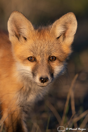 Red fox (Vulpes vulpes) kit portrait, Montana, USA