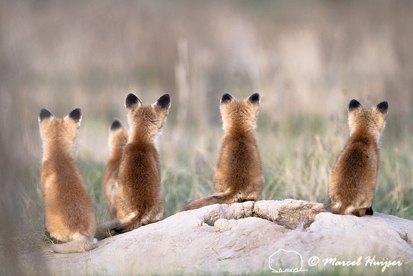 Red fox (Vulpes vulpes) kit waiting for mom, Montana, USA