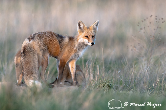 Red fox (Vulpes vulpes) female and kits, Montana, USA