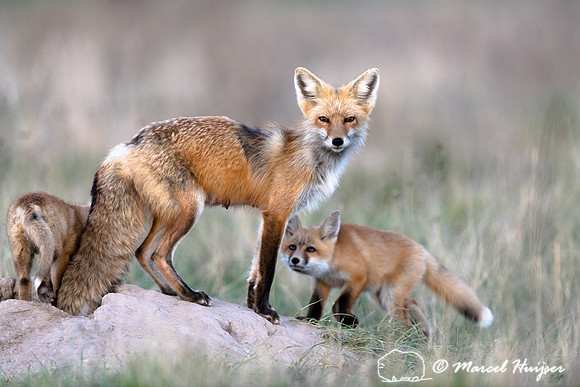 Red fox (Vulpes vulpes) female and kits, Montana, USA