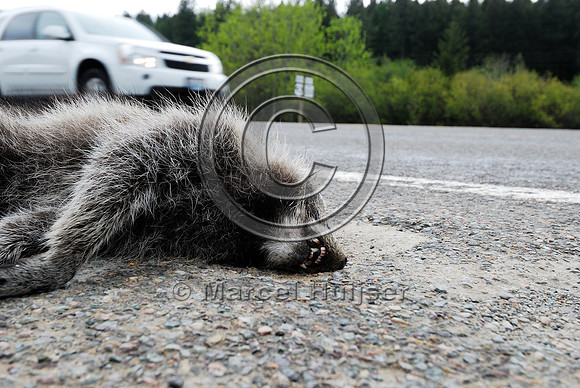 Raccoon (Procyon lotor) roadkill, MT