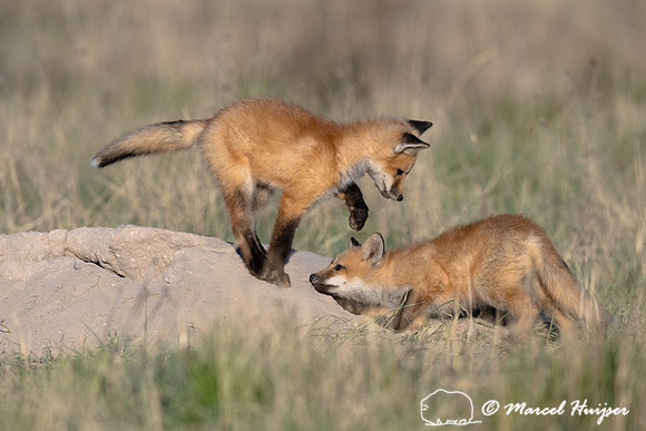 Red fox (Vulpes vulpes) kits, Montana, USA