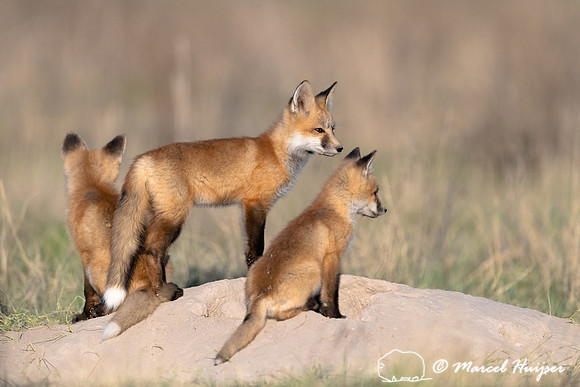 Red fox (Vulpes vulpes) kits, Montana, USA