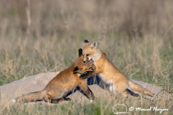 Red fox (Vulpes vulpes) kits, Montana, USA