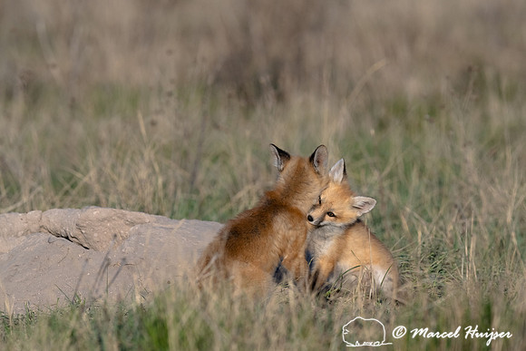 Red fox (Vulpes vulpes) kits, Montana, USA