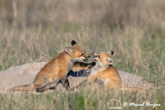 Red fox (Vulpes vulpes) kits, Montana, USA