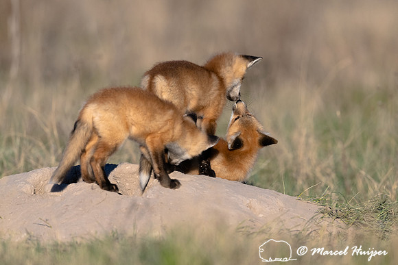 Red fox (Vulpes vulpes) kits, Montana, USA