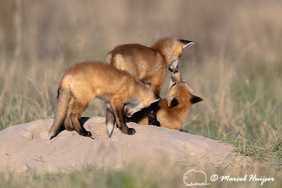 Red fox (Vulpes vulpes) kits, Montana, USA