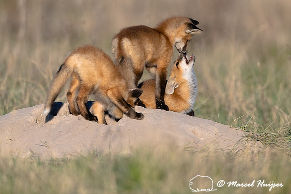 Red fox (Vulpes vulpes) kits, Montana, USA