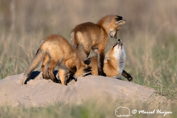 Red fox (Vulpes vulpes) kits, Montana, USA