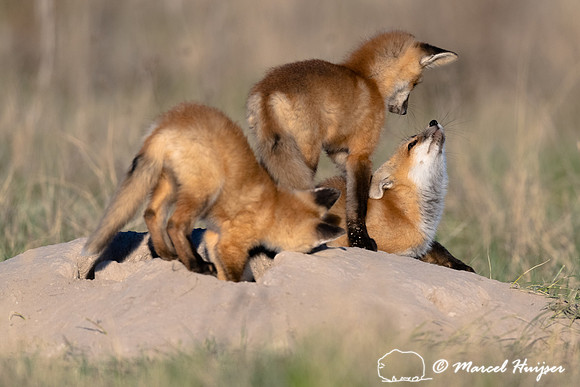 Red fox (Vulpes vulpes) kits, Montana, USA
