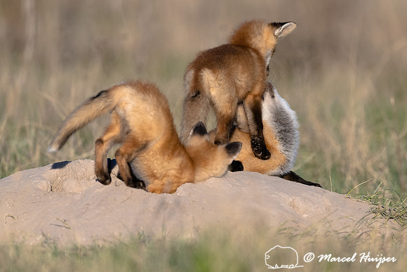 Red fox (Vulpes vulpes) kits, Montana, USA