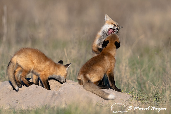 Red fox (Vulpes vulpes) kits, Montana, USA