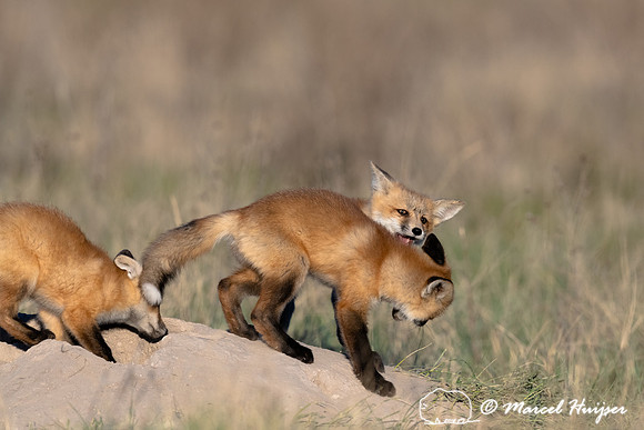 Red fox (Vulpes vulpes) kits, Montana, USA